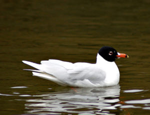 Racek černohlavý